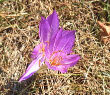 Image of Colchicum bivonae Guss.