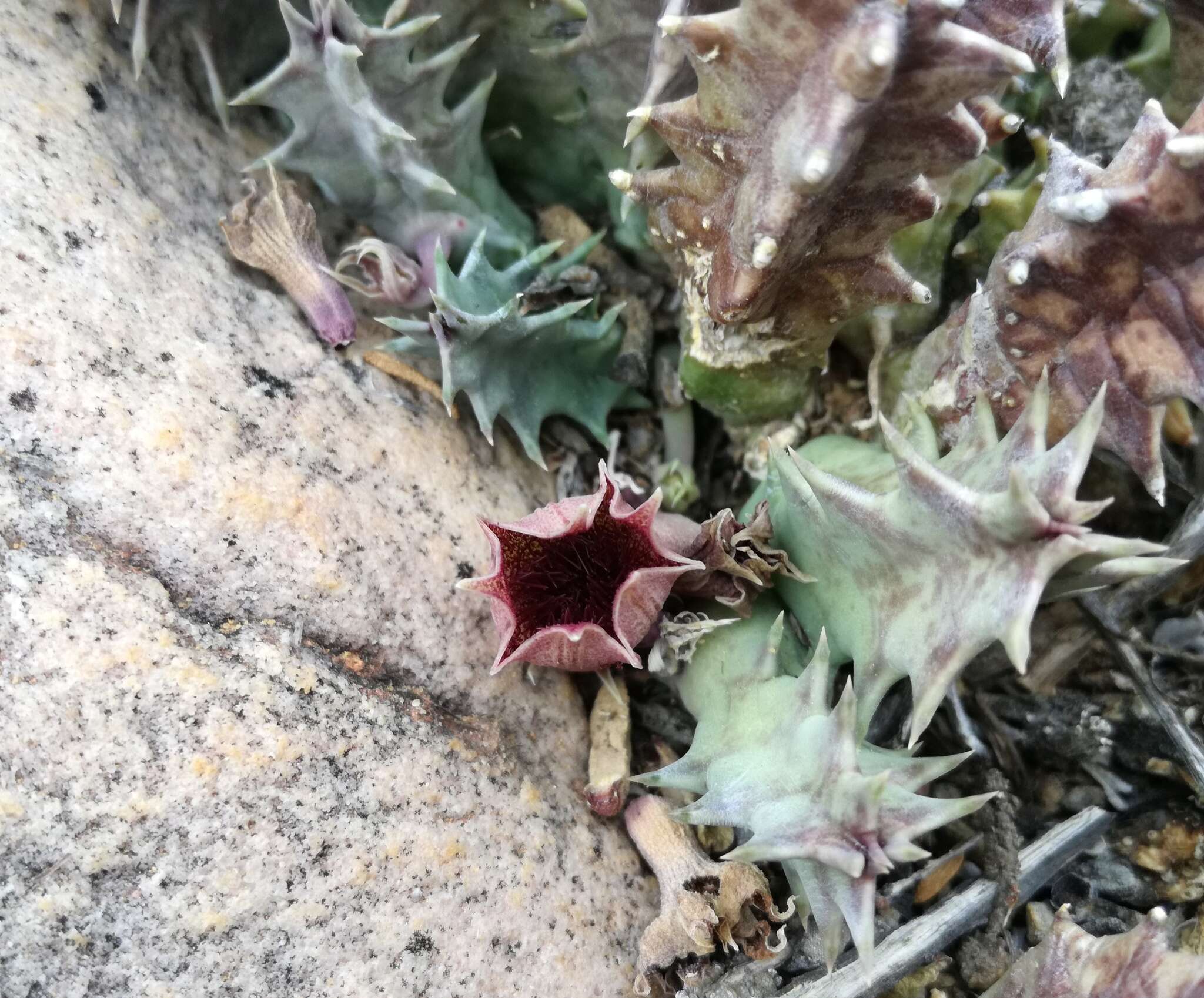 Ceropegia clavigera subsp. clavigera的圖片