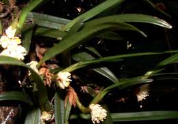 Image of Maxillaria neglecta (Schltr.) L. O. Williams