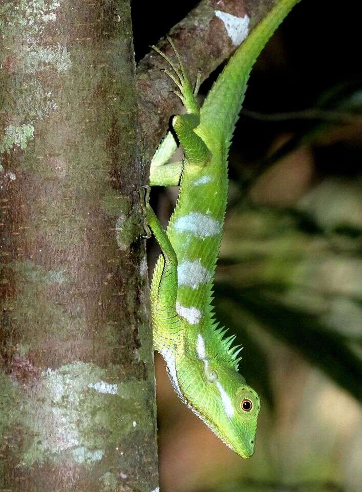 Plancia ëd Calotes liolepis Boulenger 1885