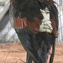 Image of Dusky Lory