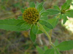 صورة Bidens vulgata E. L. Greene