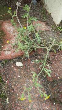 Image of sticky groundsel