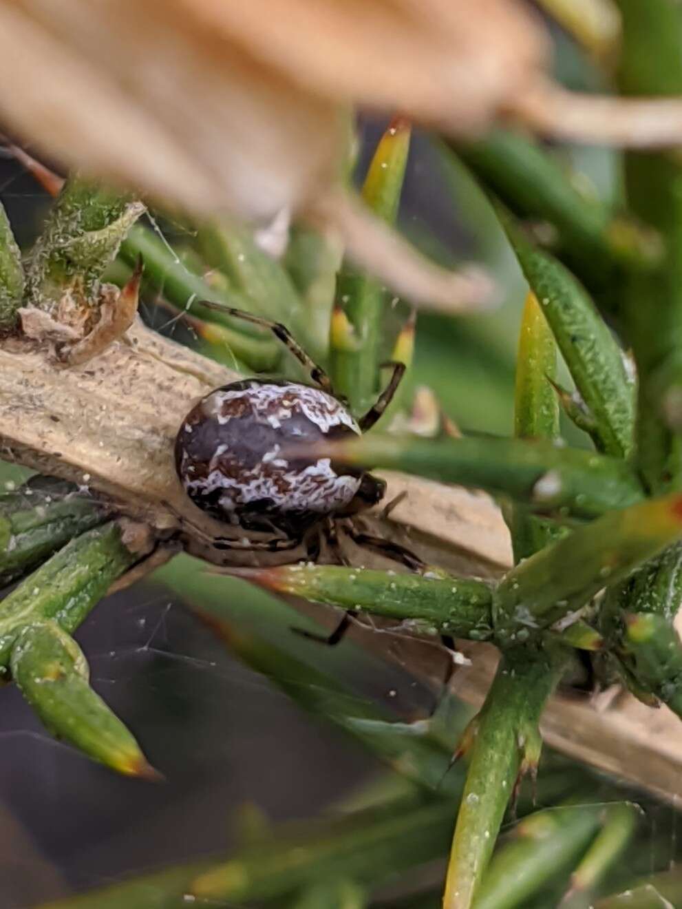 Image of Kochiura aulica (C. L. Koch 1838)