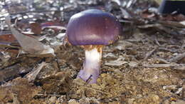 Image of Cortinarius archeri