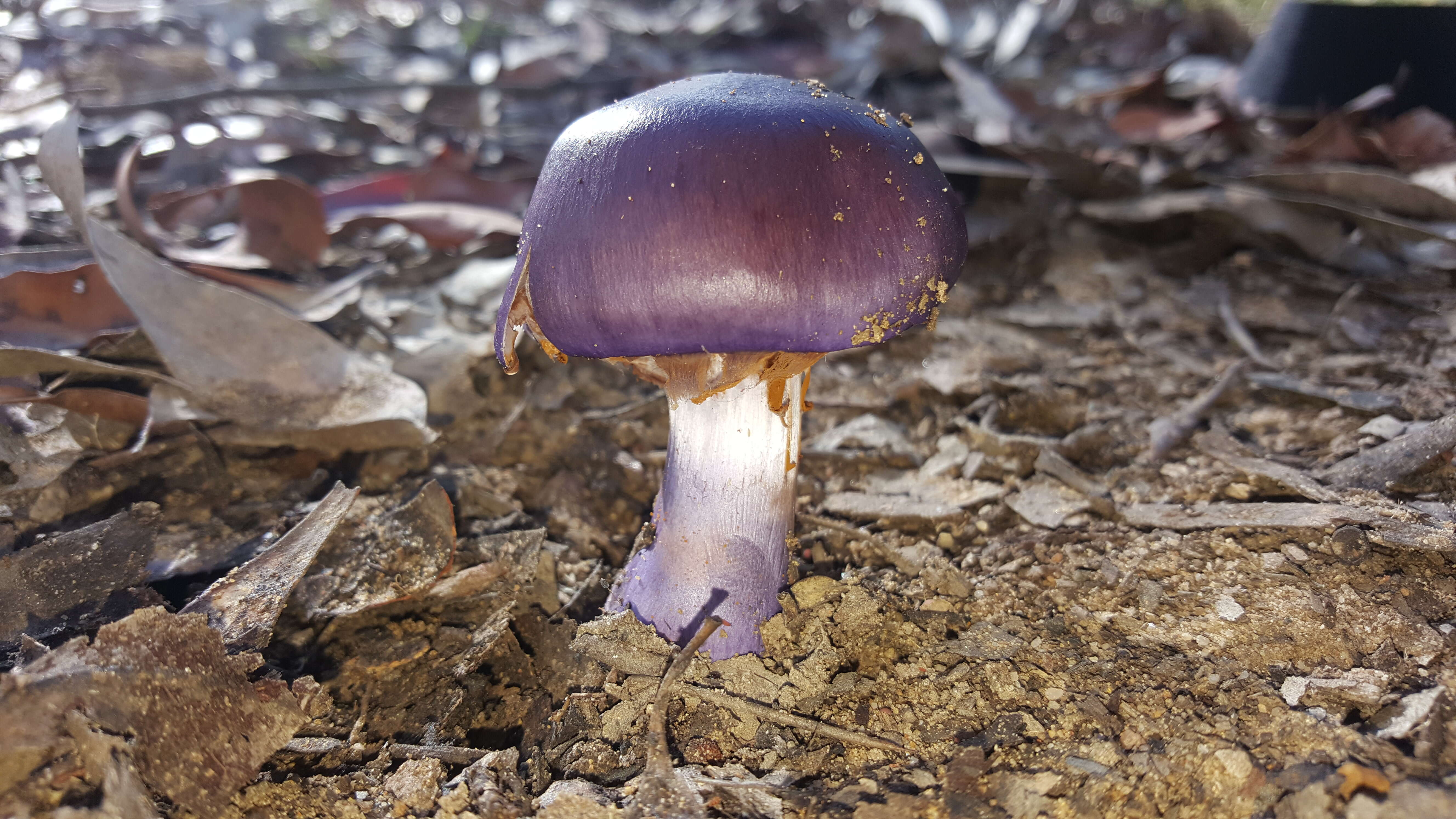 Image of Cortinarius archeri