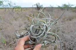 Imagem de Tillandsia paucifolia Baker