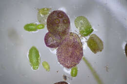 Image of Lemna disperma Hegelm.