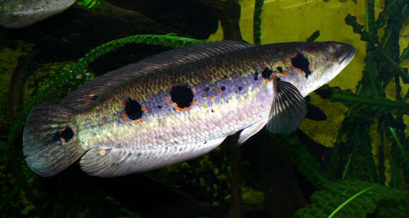 Image of Ocellated snakehead