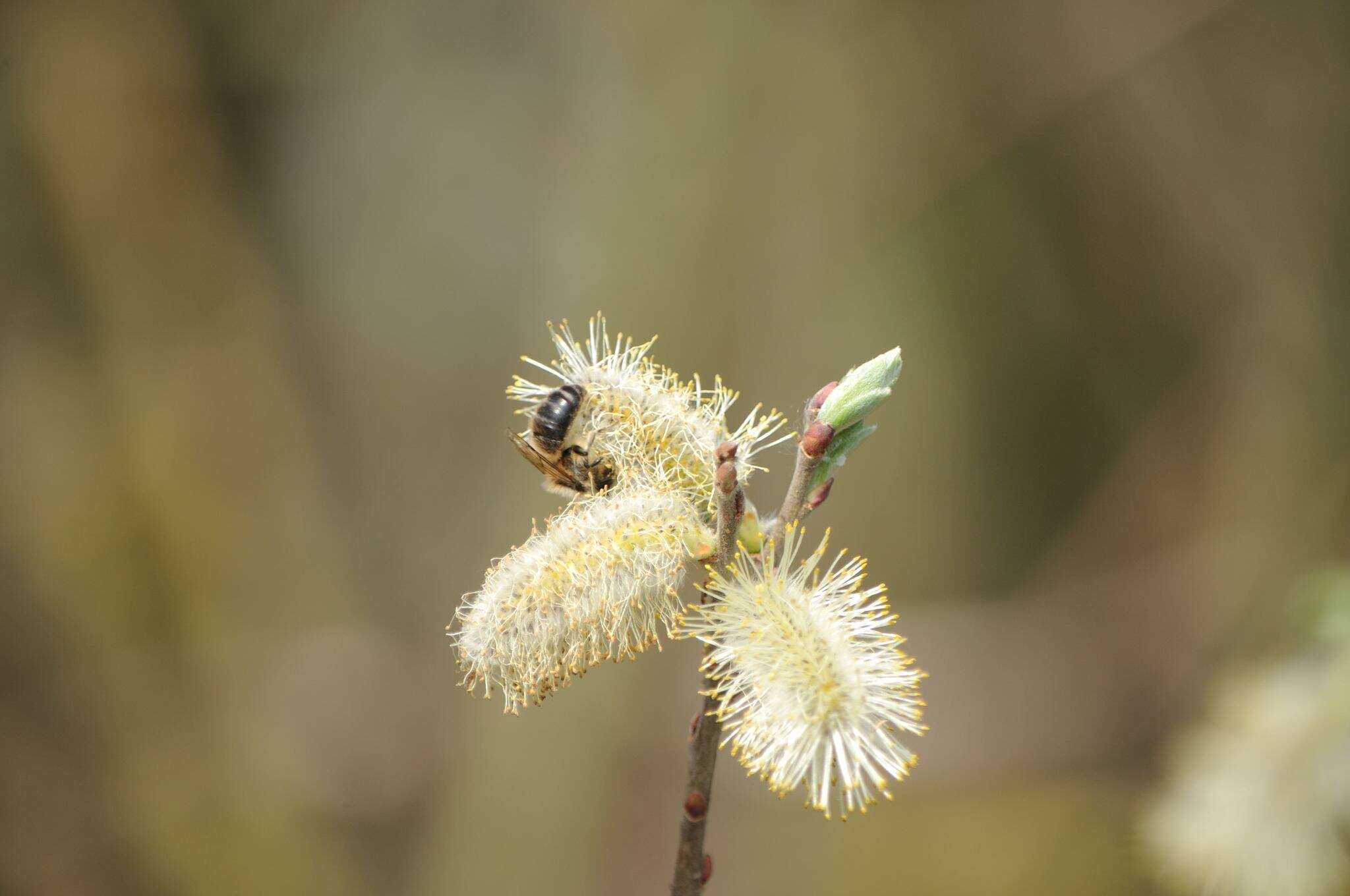 Colletes cunicularius (Linnaeus 1761) resmi