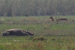 Image of Lechwe -- Southern Lechwe