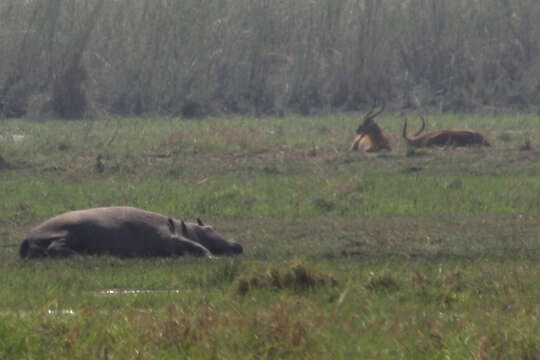 Image of Lechwe -- Southern Lechwe