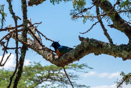 Image of Superb Starling