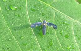 Imagem de Mileewa (Mileewa) dorsimaculata Melichar 1902