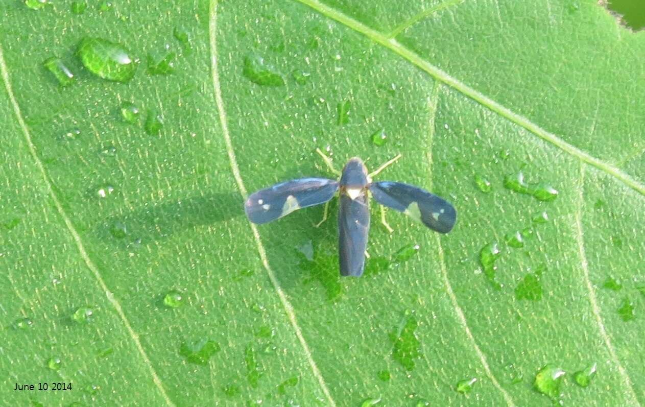 Imagem de Mileewa (Mileewa) dorsimaculata Melichar 1902