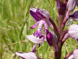 Image of Military orchid