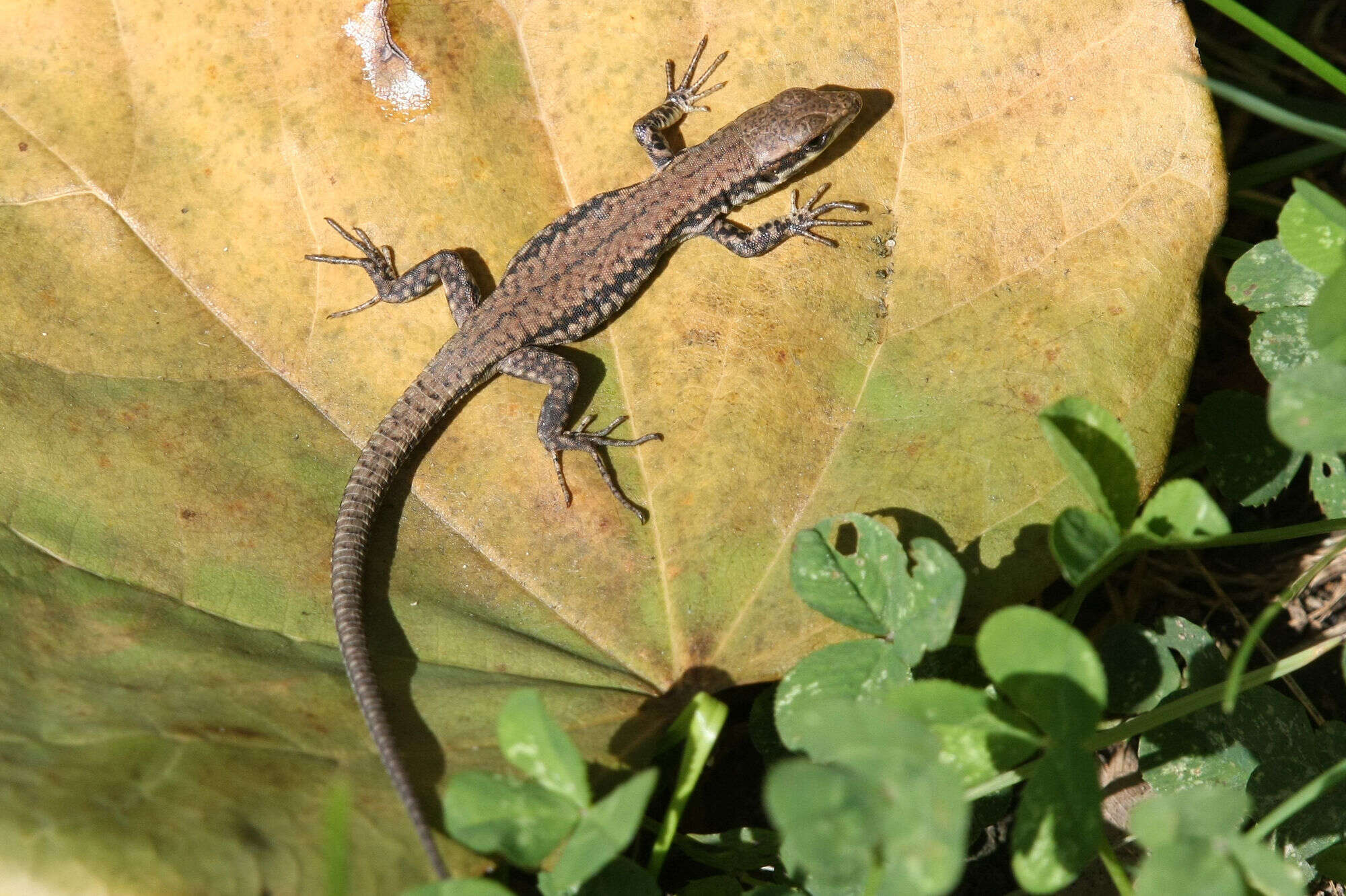 Imagem de Podarcis muralis maculiventris (Werner 1891)