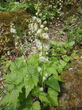 Image of twoleaf miterwort