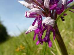 Image of Military orchid