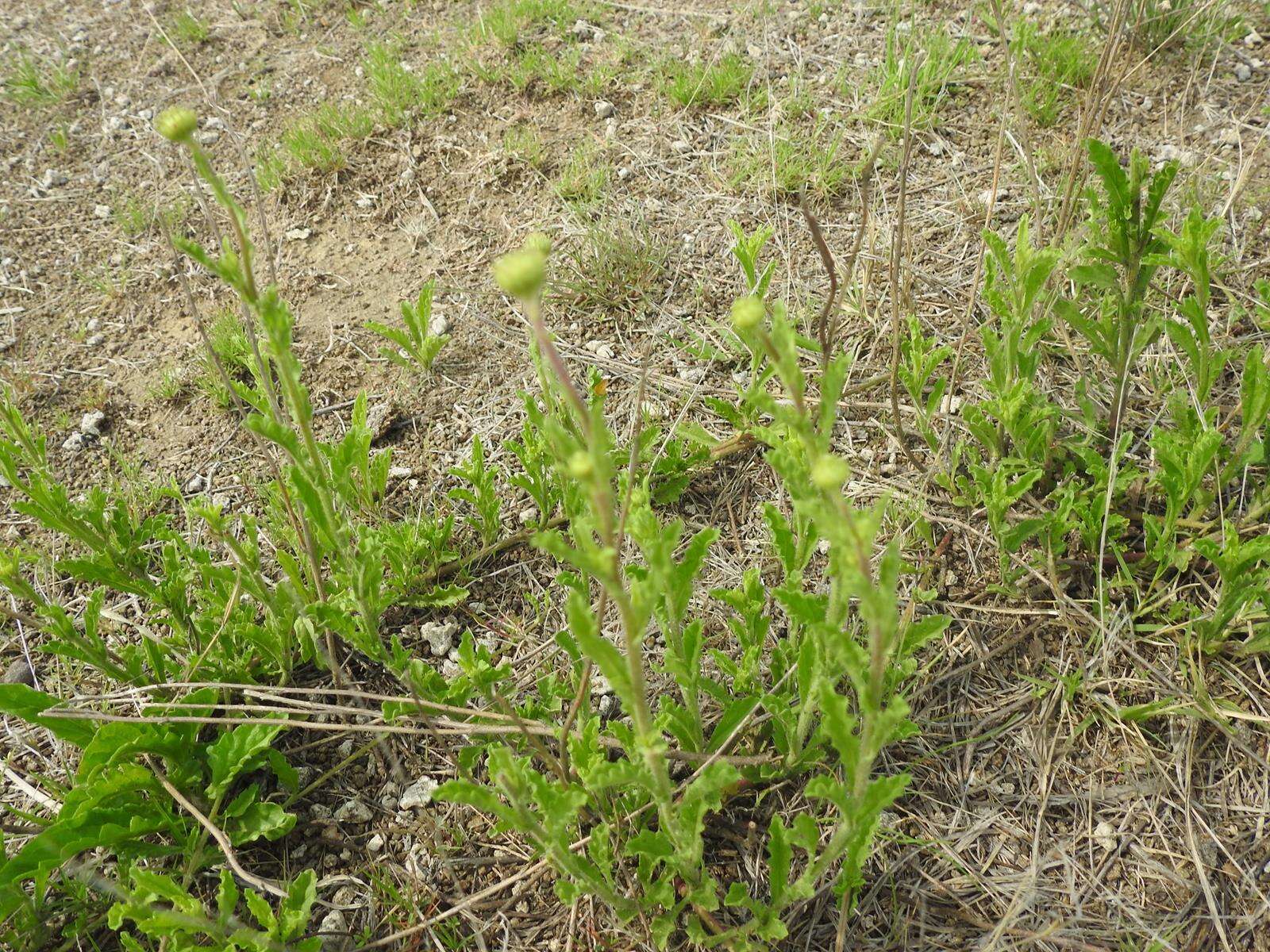 Sivun Nidorella podocephala (DC.) J. C. Manning & Goldblatt kuva