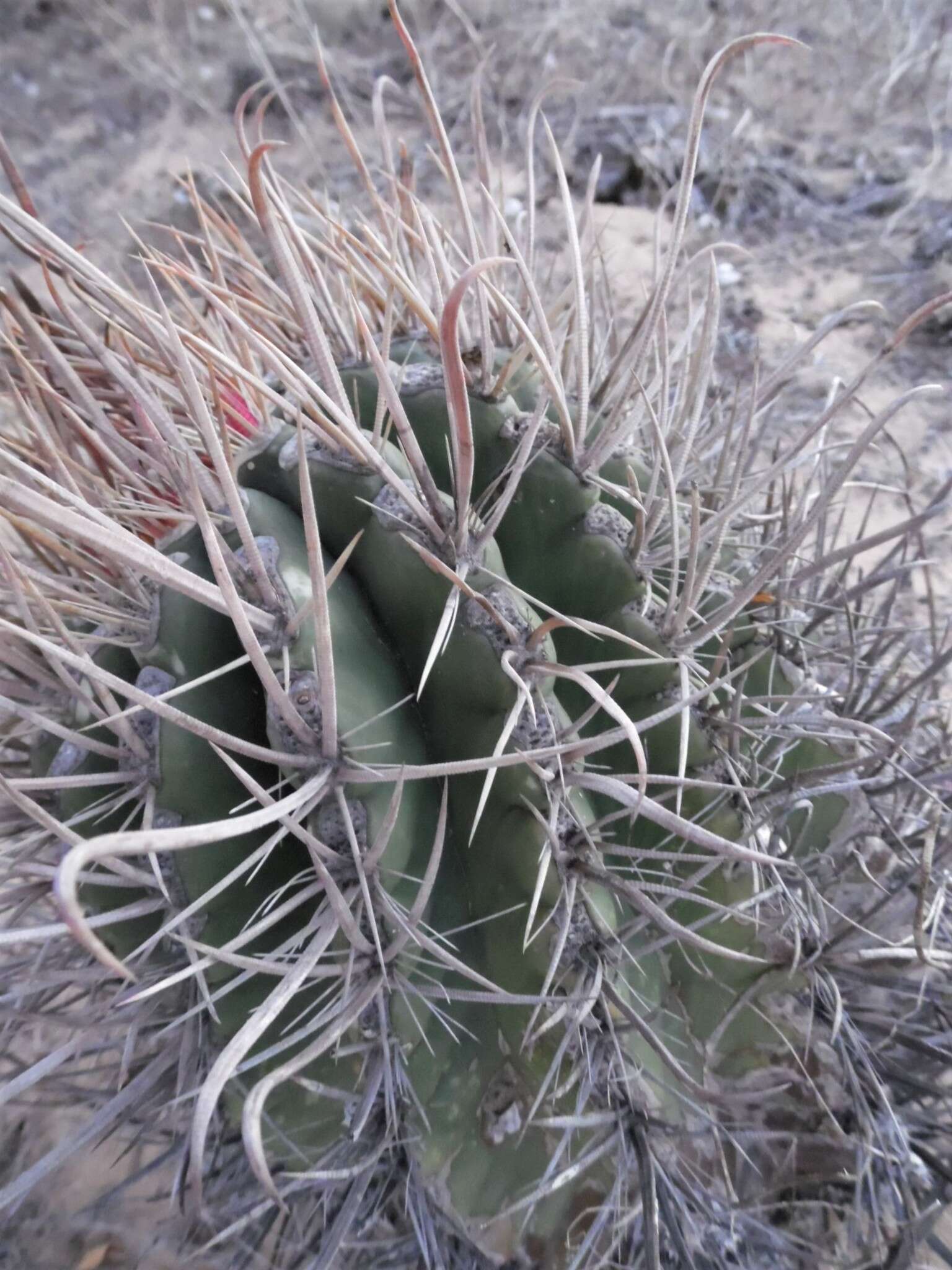 Ferocactus santa-maria Britton & Rose resmi