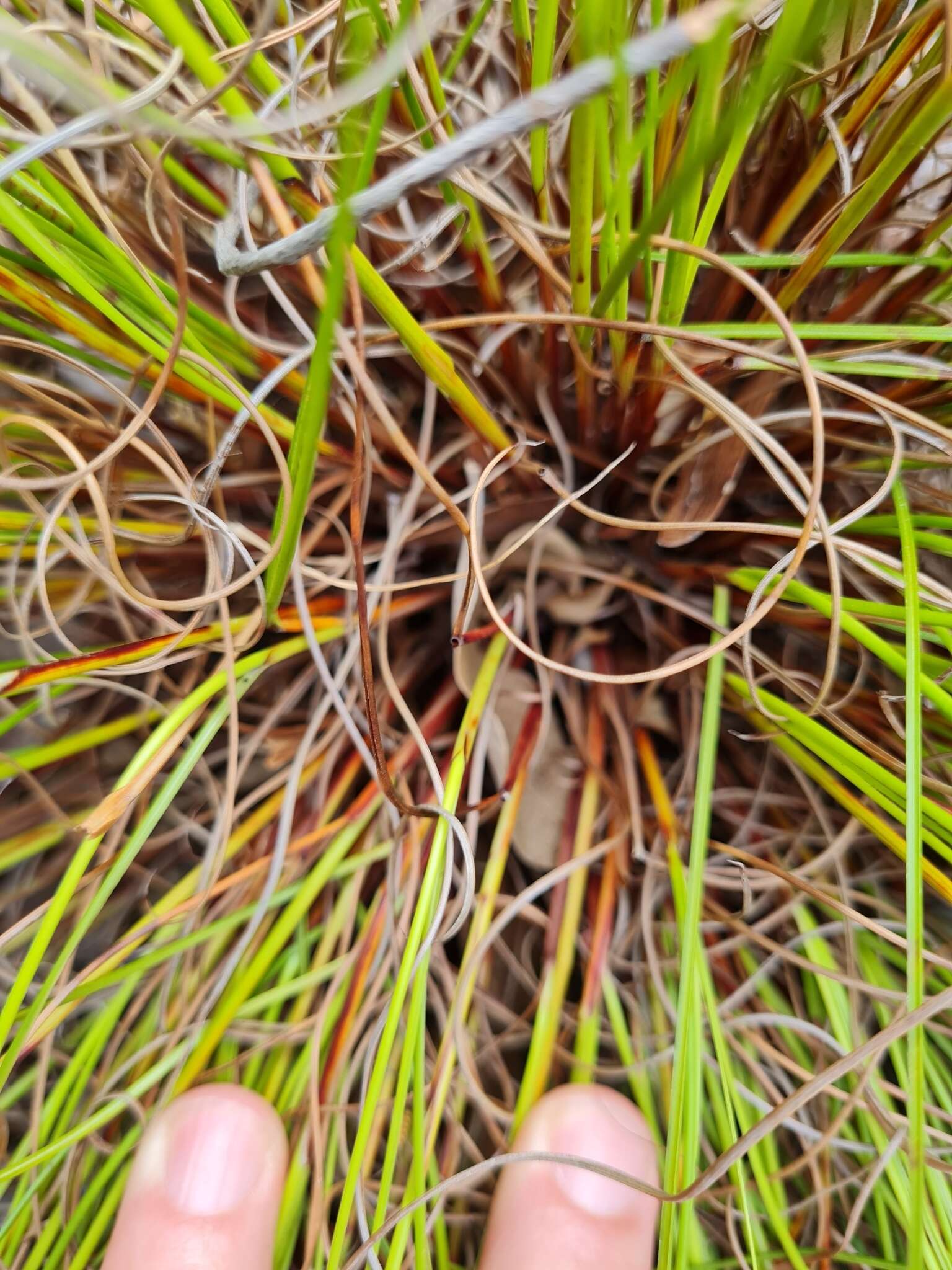 Tetraria cuspidata (Rottb.) C. B. Clarke的圖片