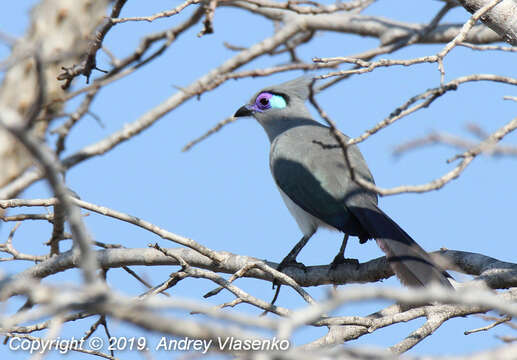 Coua cristata pyropyga Grandidier & A 1867的图像