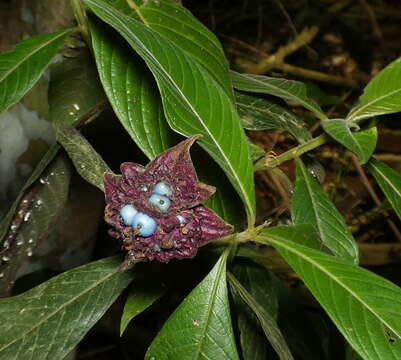 Image of <i>Palicourea colorata</i> (Hoffmanns. ex Willd.) Delprete & J. H. Kirkbr. 2016