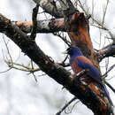 Image of Lidth's Jay