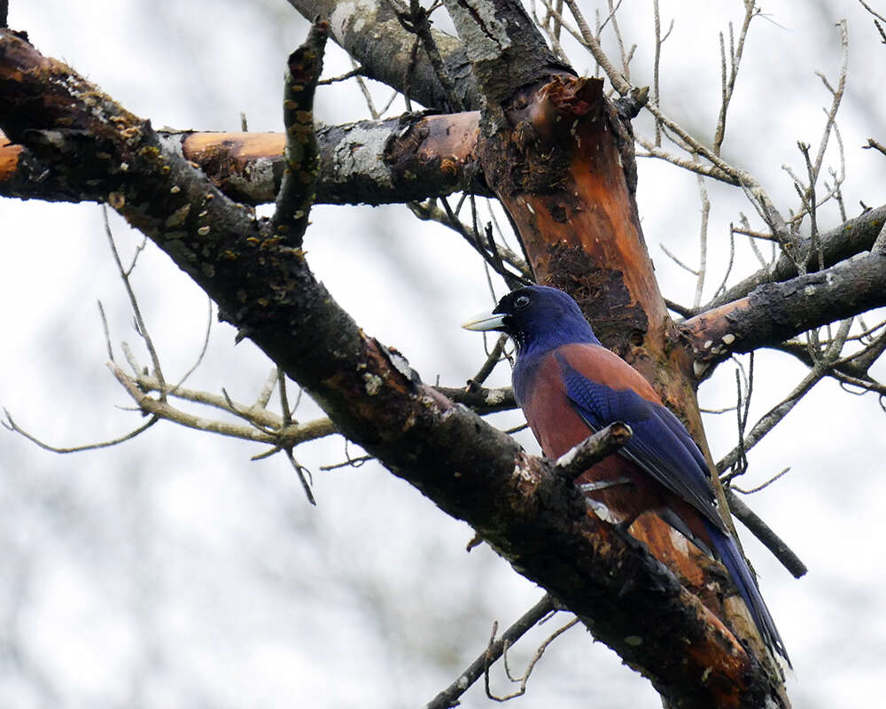 Image of Lidth's Jay