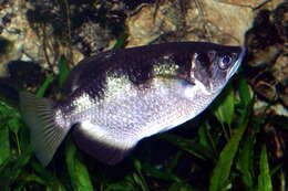 Image of Banded Archerfish