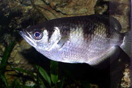 Image of Banded Archerfish