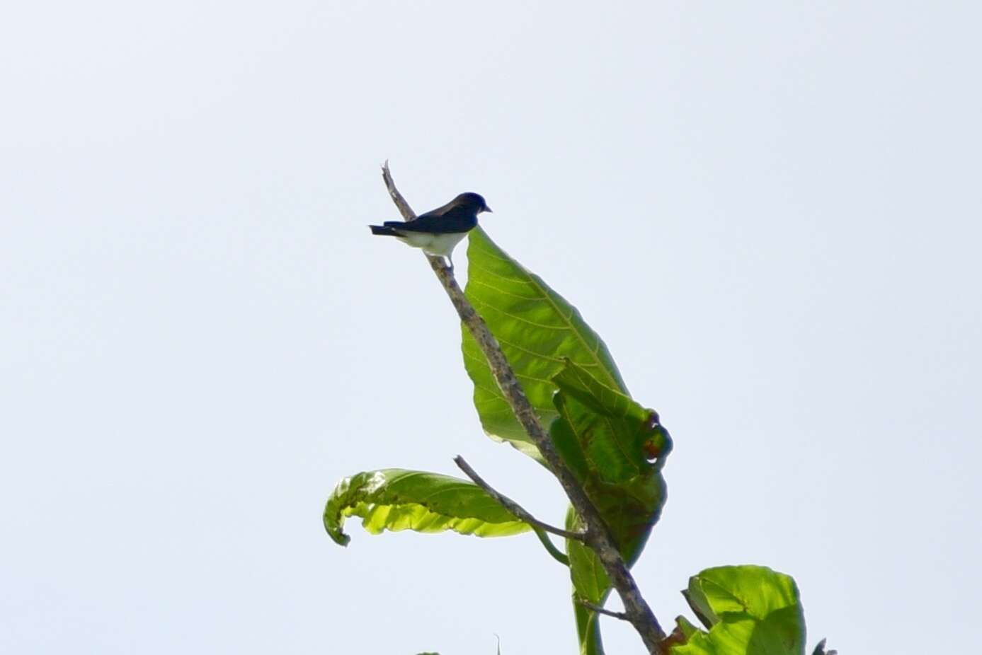 Image of Fiji Woodswallow