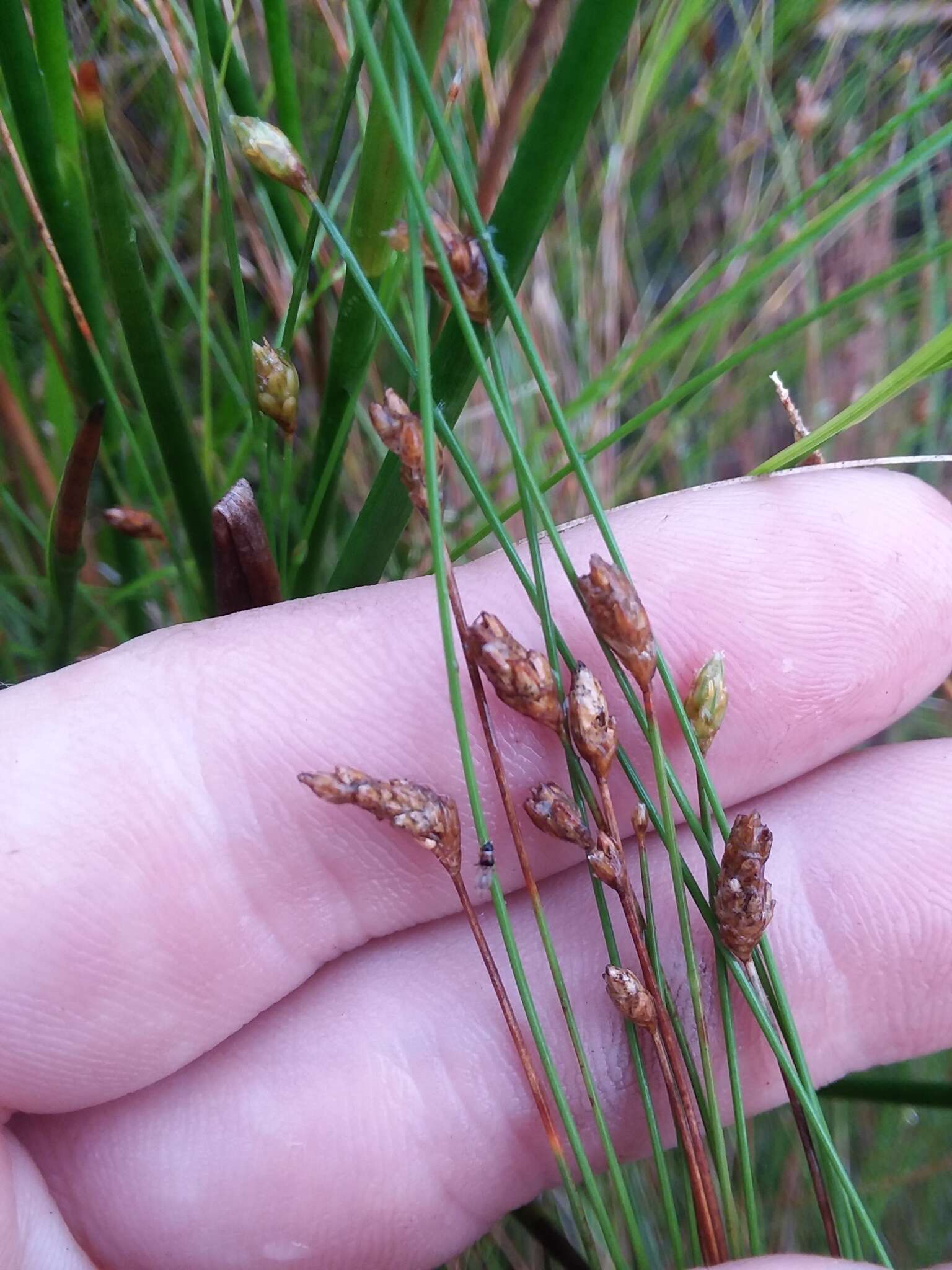 Imagem de Eleocharis tuberculosa (Michx.) Roem. & Schult.