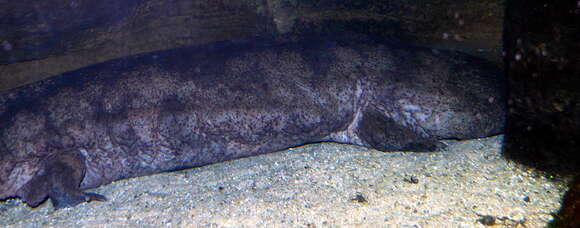 Image of Chinese giant salamander