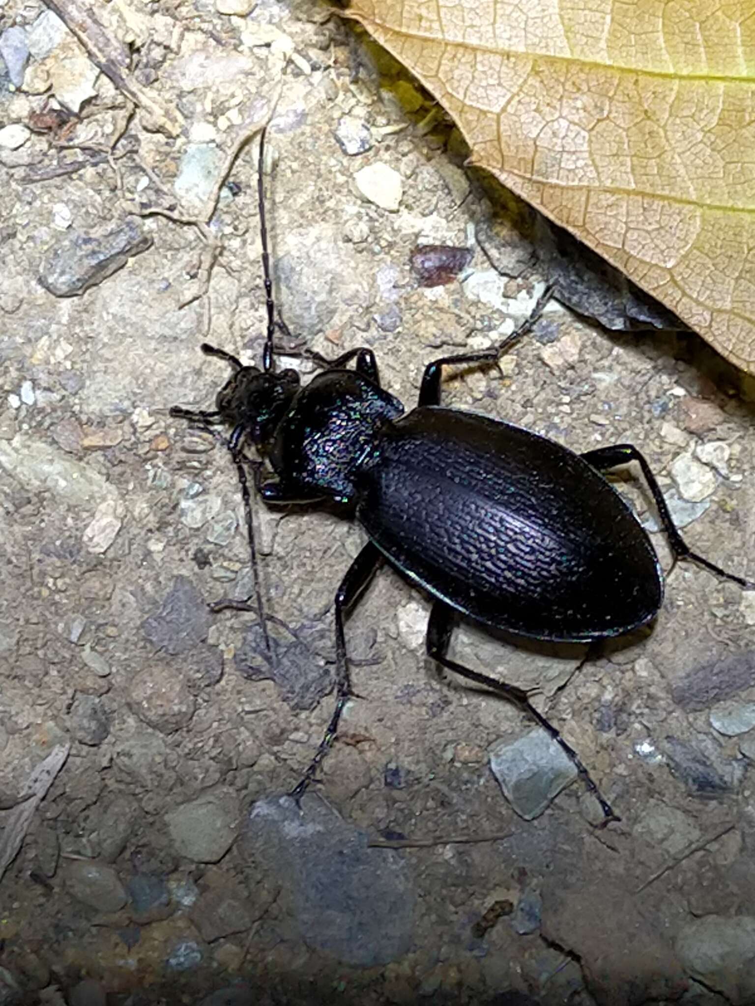 Carabus (Archicarabus) rossii Dejean 1826 resmi