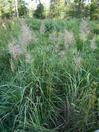 Image of Giant Plume Grass