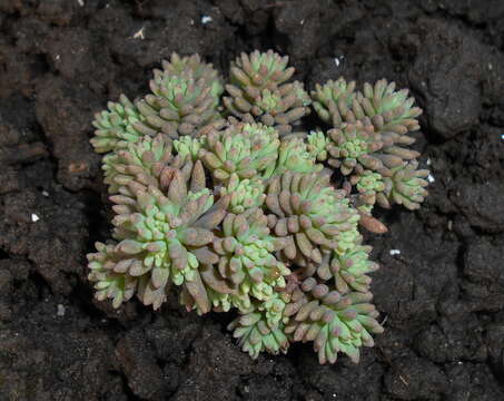 Sedum hispanicum L. resmi