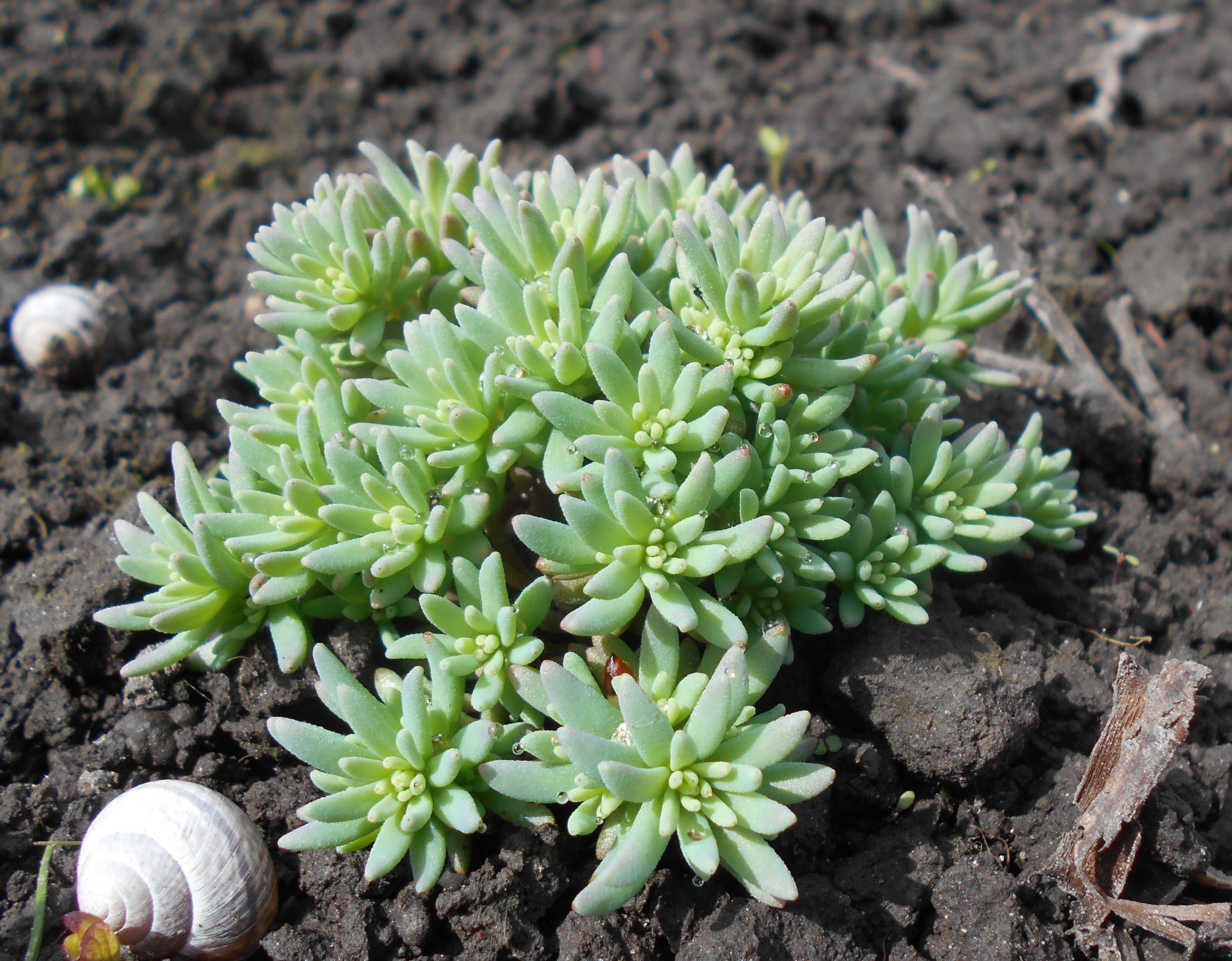 Sedum hispanicum L. resmi