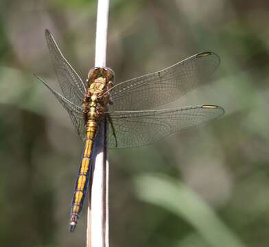 Image of Highland Skimmer