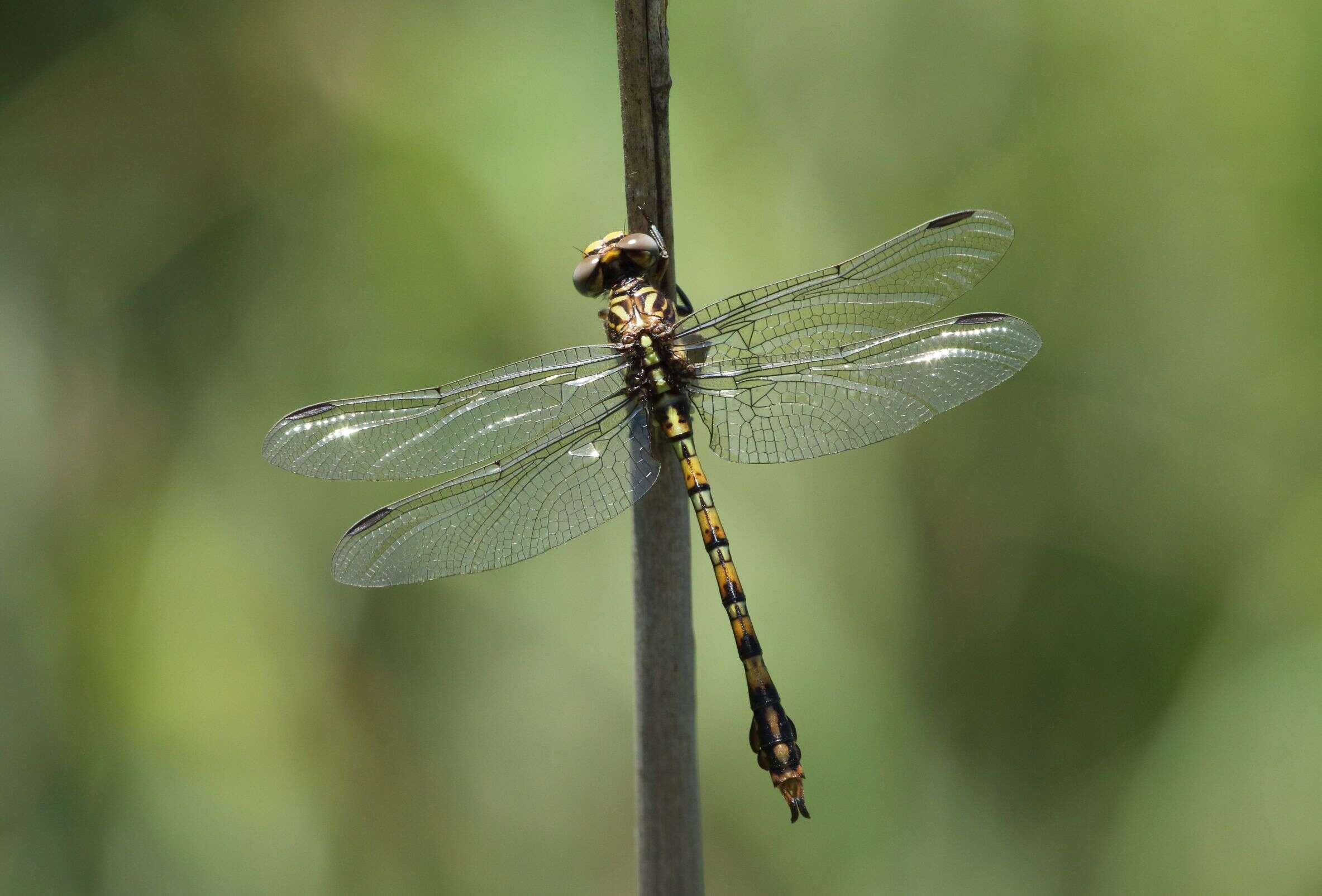 Imagem de Paragomphus cognatus (Rambur 1842)