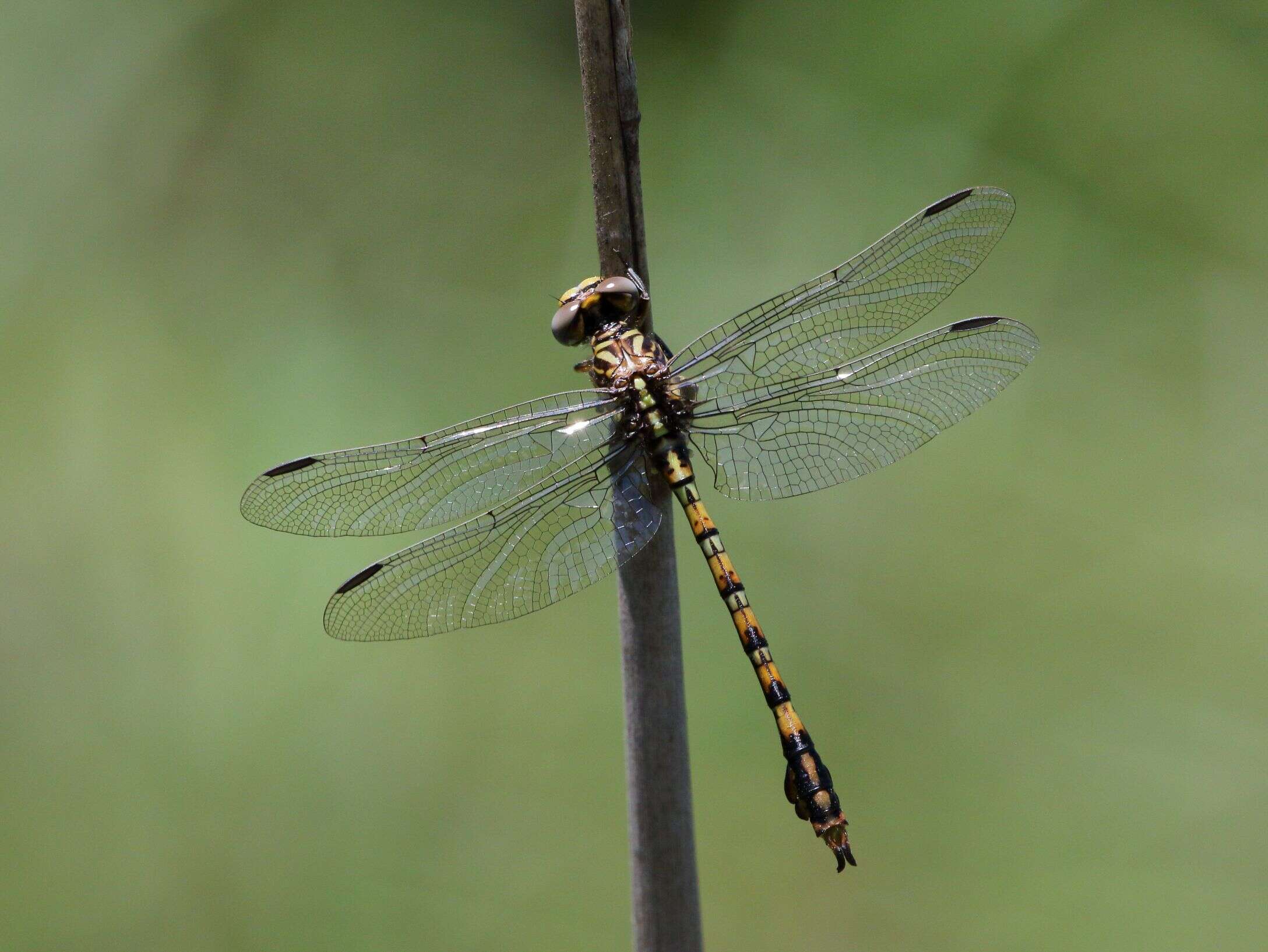 Imagem de Paragomphus cognatus (Rambur 1842)