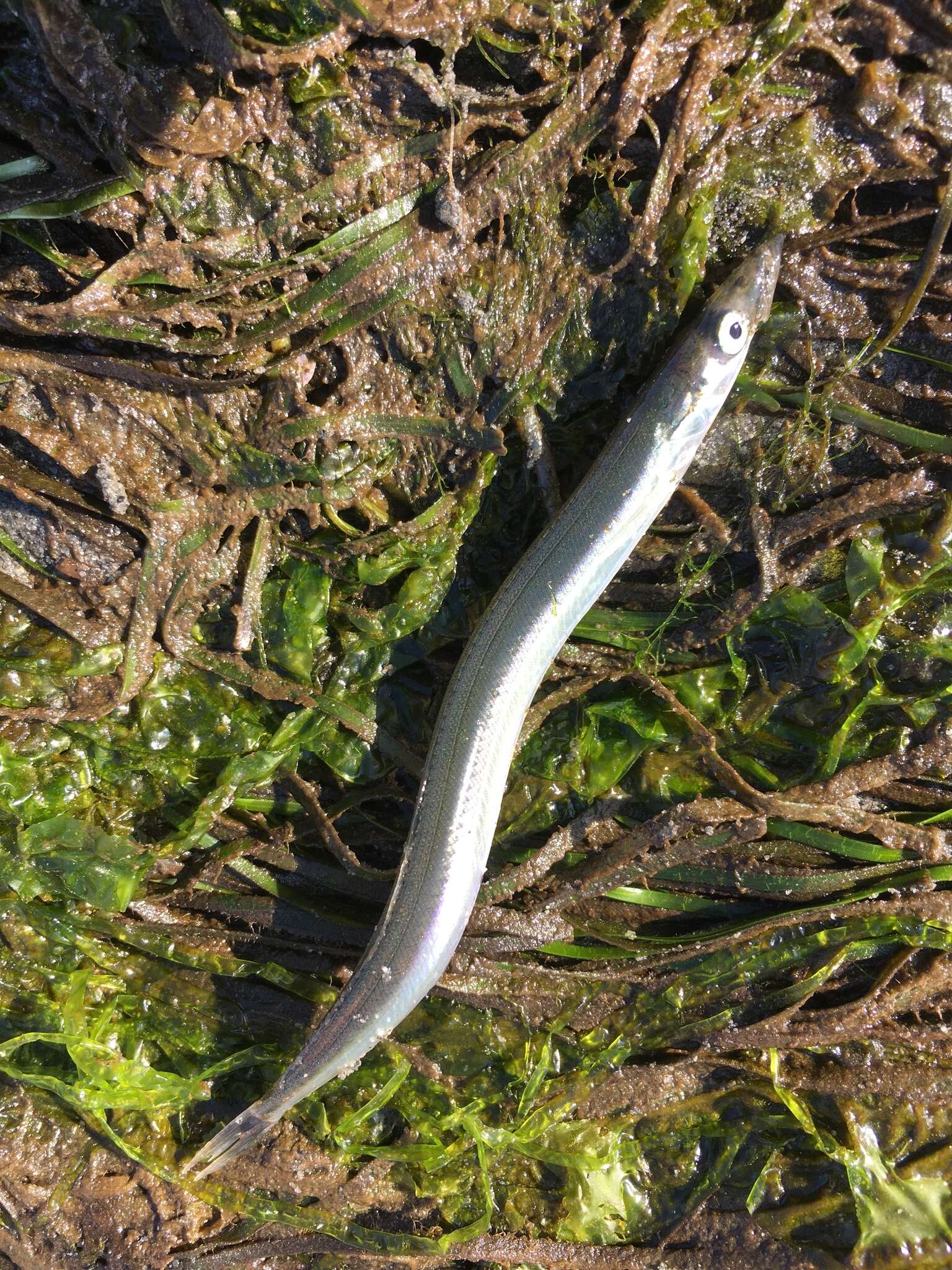 Image of Japanese sand lance