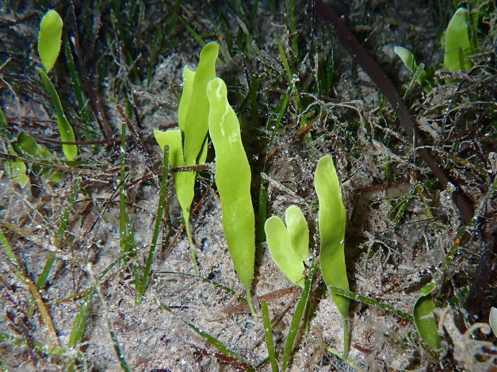 Image of Caulerpa prolifera