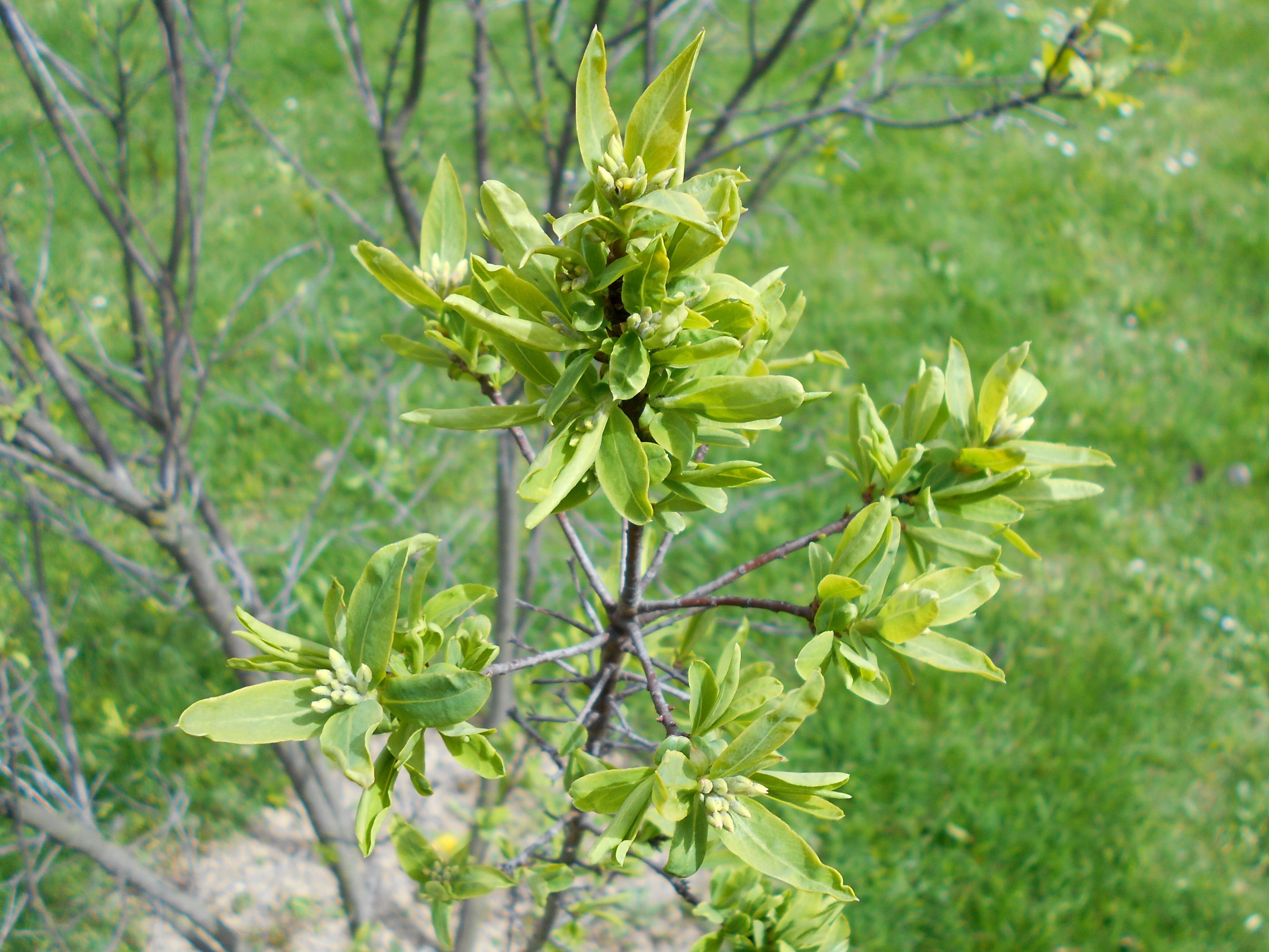 Image of Daphne caucasica Pall.