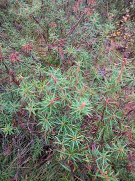 Imagem de Rhododendron tomentosum (Stokes) Harmaja