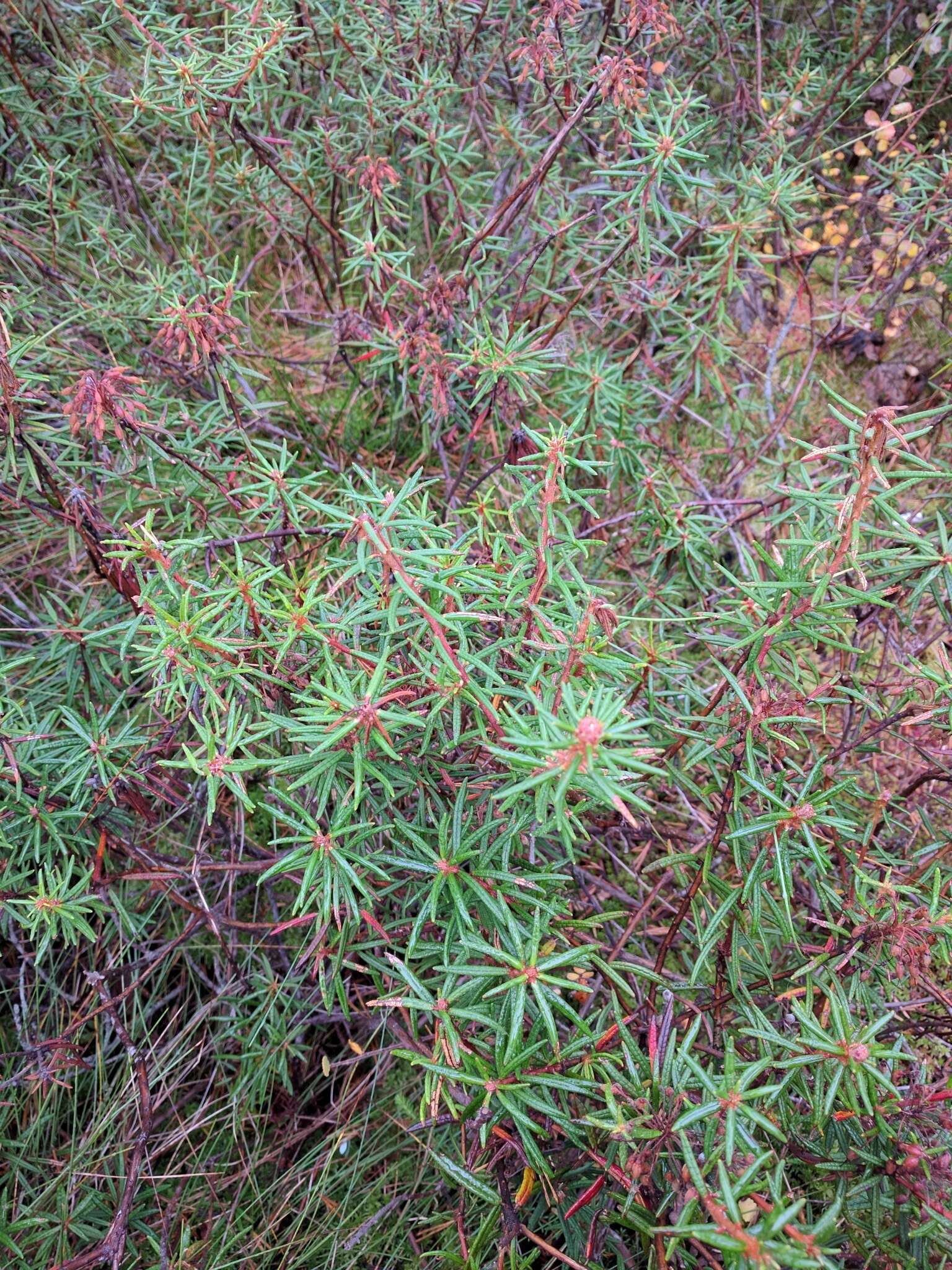 Imagem de Rhododendron tomentosum (Stokes) Harmaja