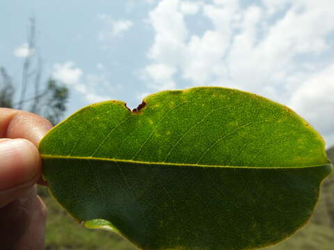 Image of Magnolia nilagirica (Zenker) Figlar