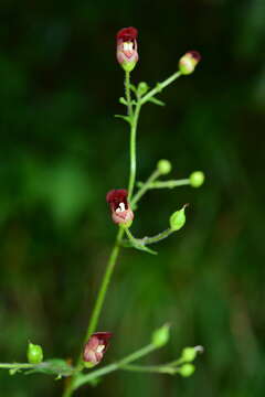 Image de Scrophularia yoshimurae T. Yamaz.