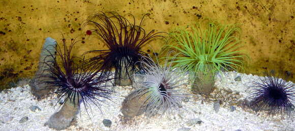 Image of Mediterranean cerianthid